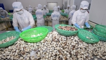 eu funded project helps facilitate sustainable clam farming in mekong delta